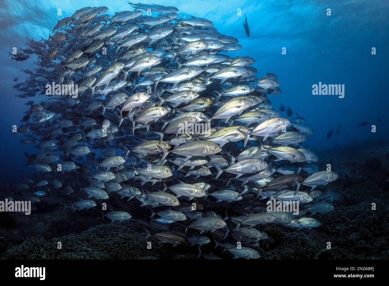 Bigeye Trevally, Caranx sexfasciatus, scuola di Tubbataha Reef, Tubbataha Parco Naturale, Tubataha Reefs Parco Naturale, Parco Nazionale, Palawan, Philippi Foto Stock