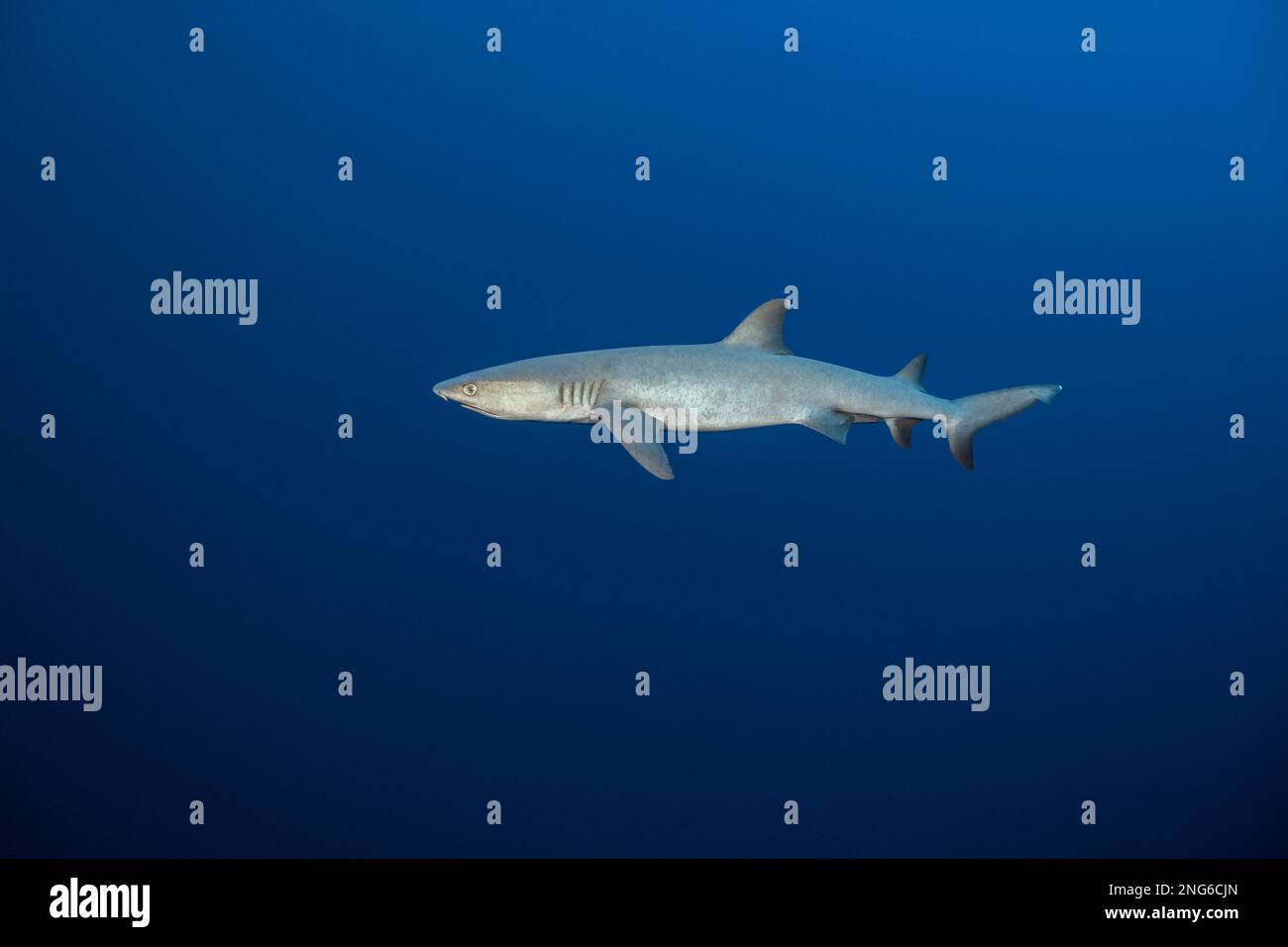 Squalo della barriera corallina, Triaenodon obesus, Tubbataha Reef, Tubbataha Natural Park, Tubataha Reefs Natural Park, National Park, Palawan, Filippine, sul Foto Stock