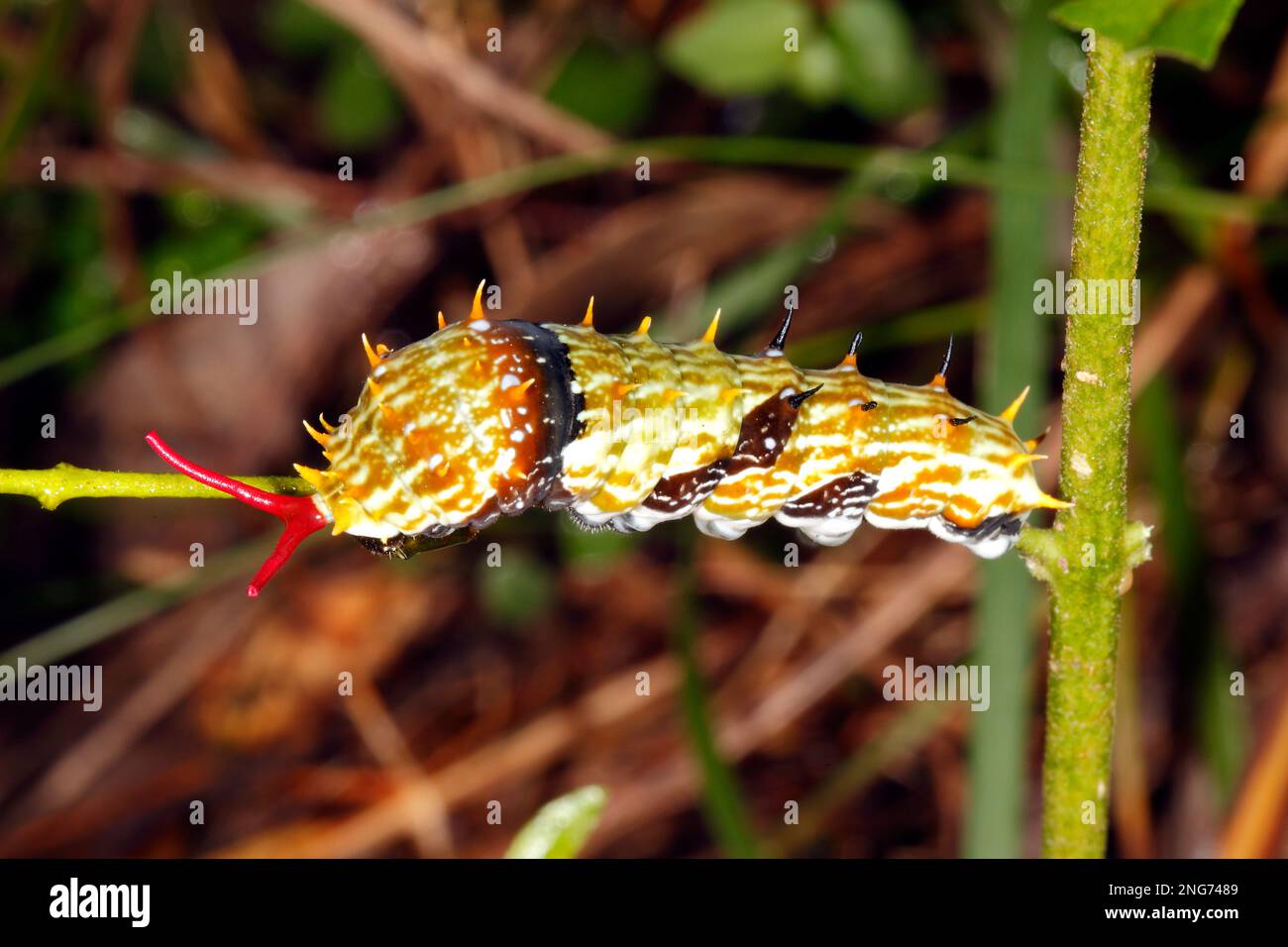 Orchard Swallowtail Butterfly caterpillar, Papilio aegeus, noto anche come o Citrus Swallowtail Butterfly caterpillar o Citrus Butterfly Caterpi grande Foto Stock
