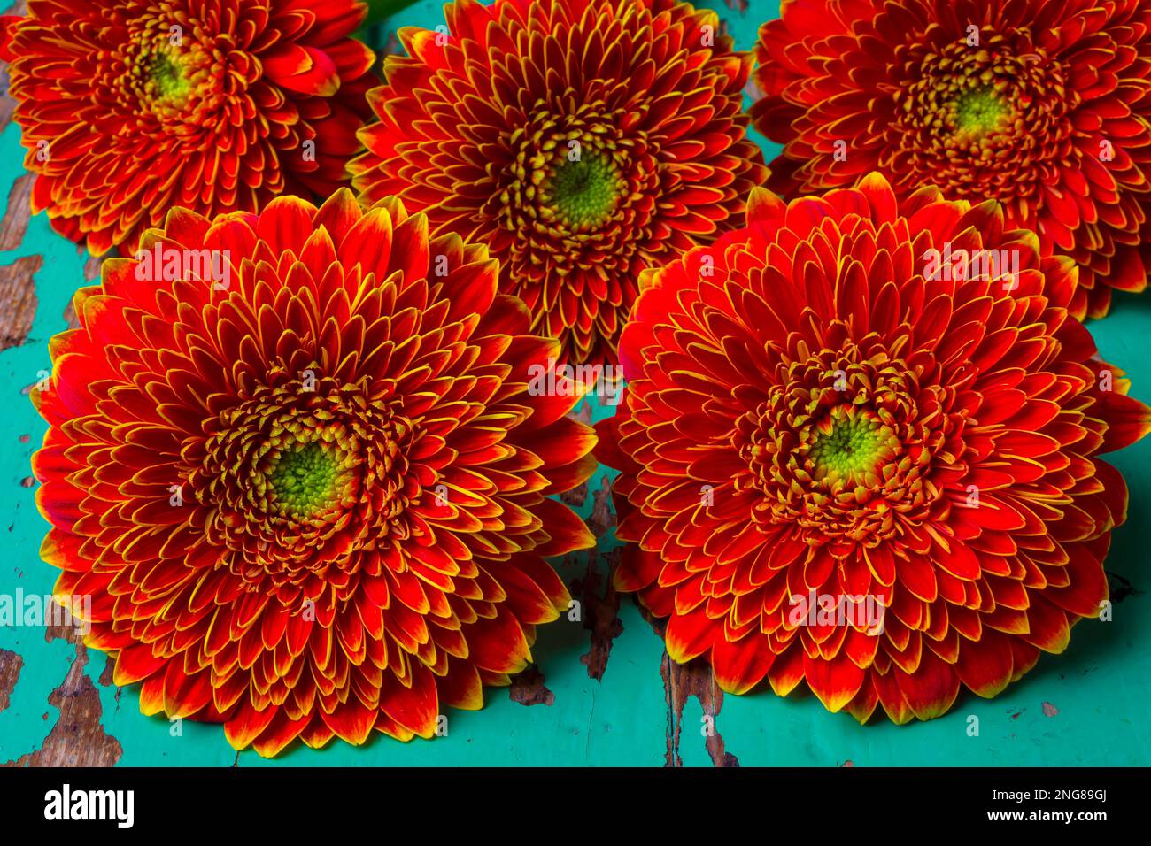 Primo piano Orange Mums Foto Stock