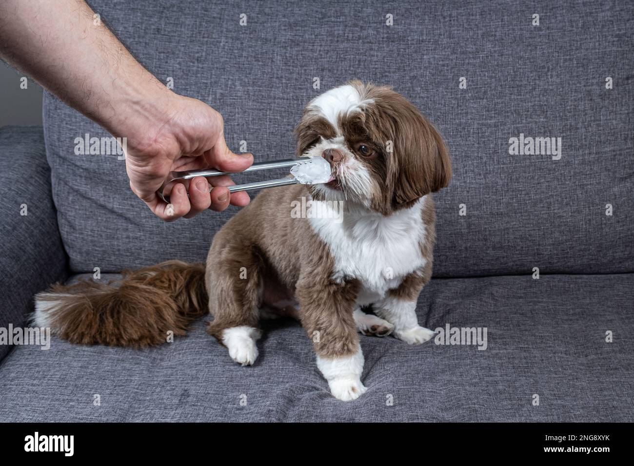 Tzu shih di un anno seduto sul divano e leccando un cubo di ghiaccio. Foto Stock