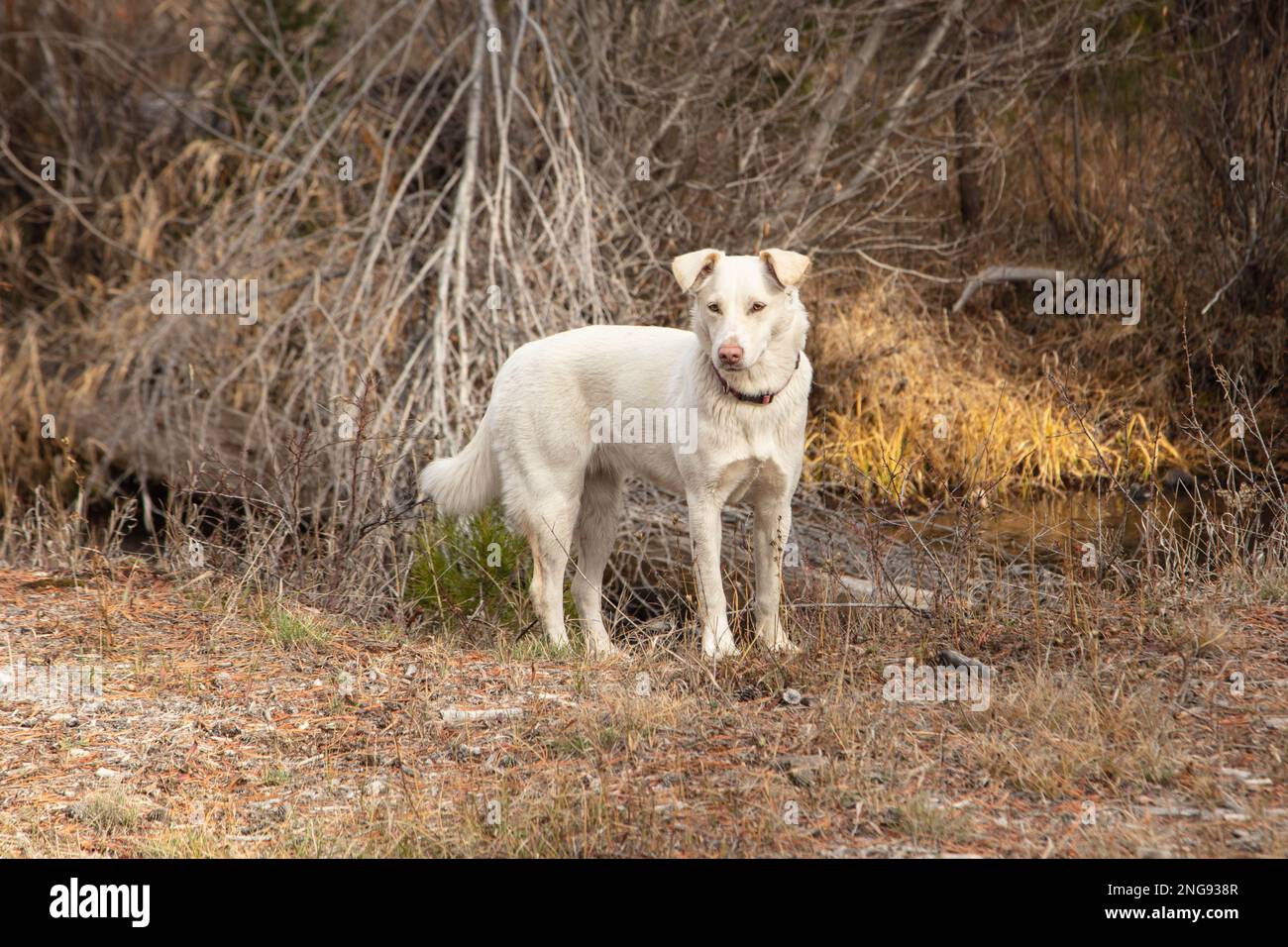 Rosie il cane Foto Stock