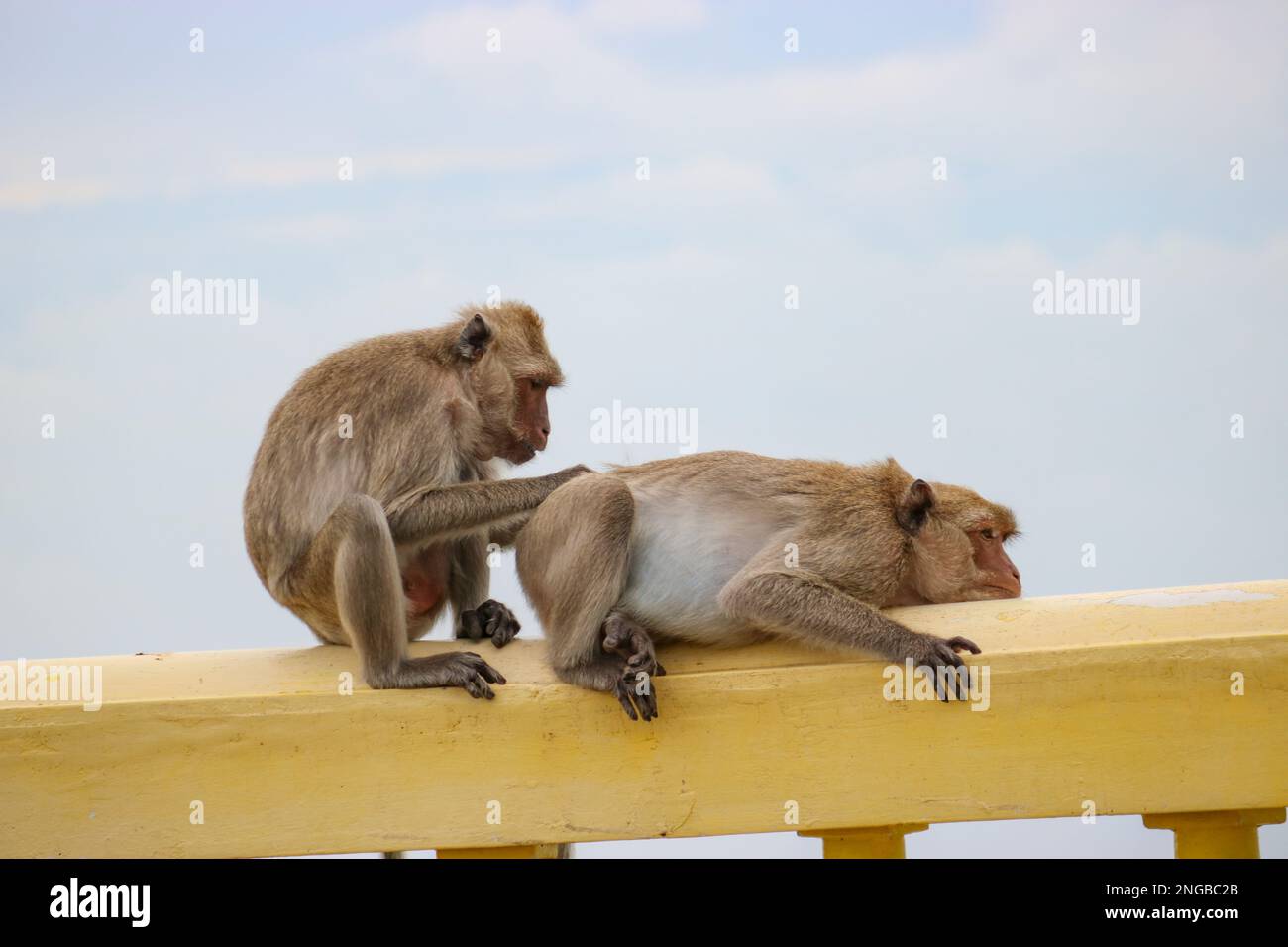 Un macaco femminile selvatico adulto in cerca di pidocchi da un maschio alfa. Il concetto di dominanza e cura in natura. Foto Stock