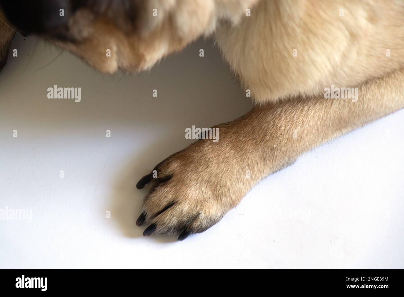 la zampa di cane pug si trova su uno sfondo bianco da vicino Foto Stock