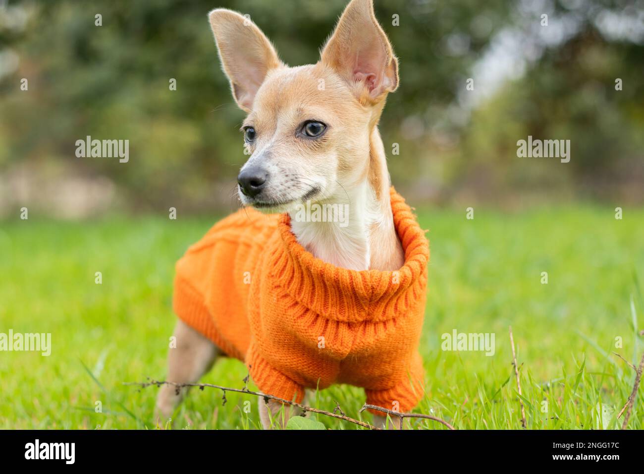 Il cane Chihuahua in una giacca arancione si trova nell'erba verde nel pomeriggio nel parco Foto Stock