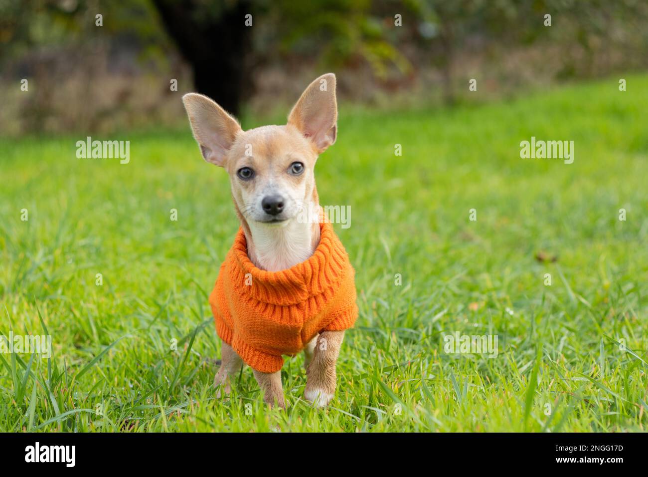 Il cane Chihuahua in una giacca arancione si trova nell'erba verde nel pomeriggio nel parco Foto Stock