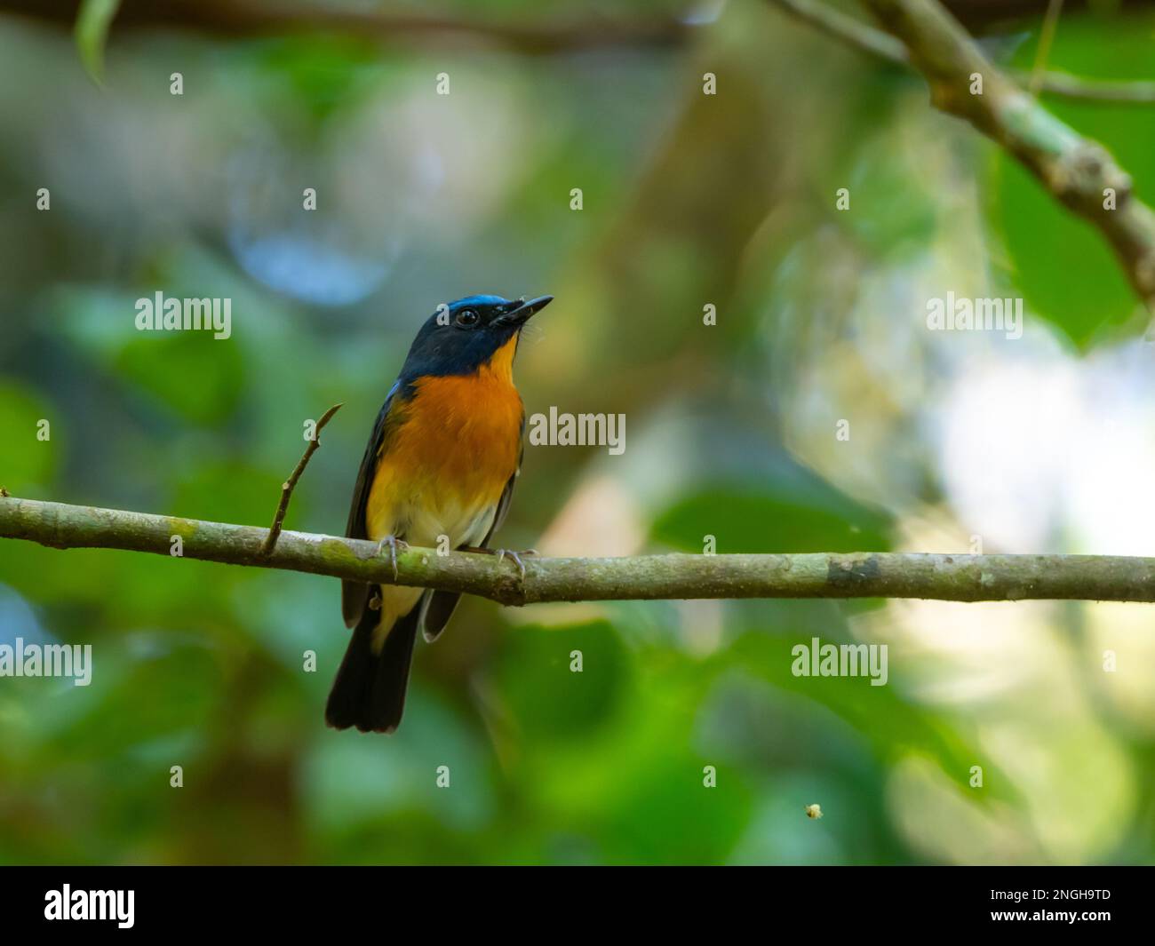 Blu flycatcher cinese, Cyornis glaucicomans, un flycatcher migratorio che svernano in Thailandia Foto Stock