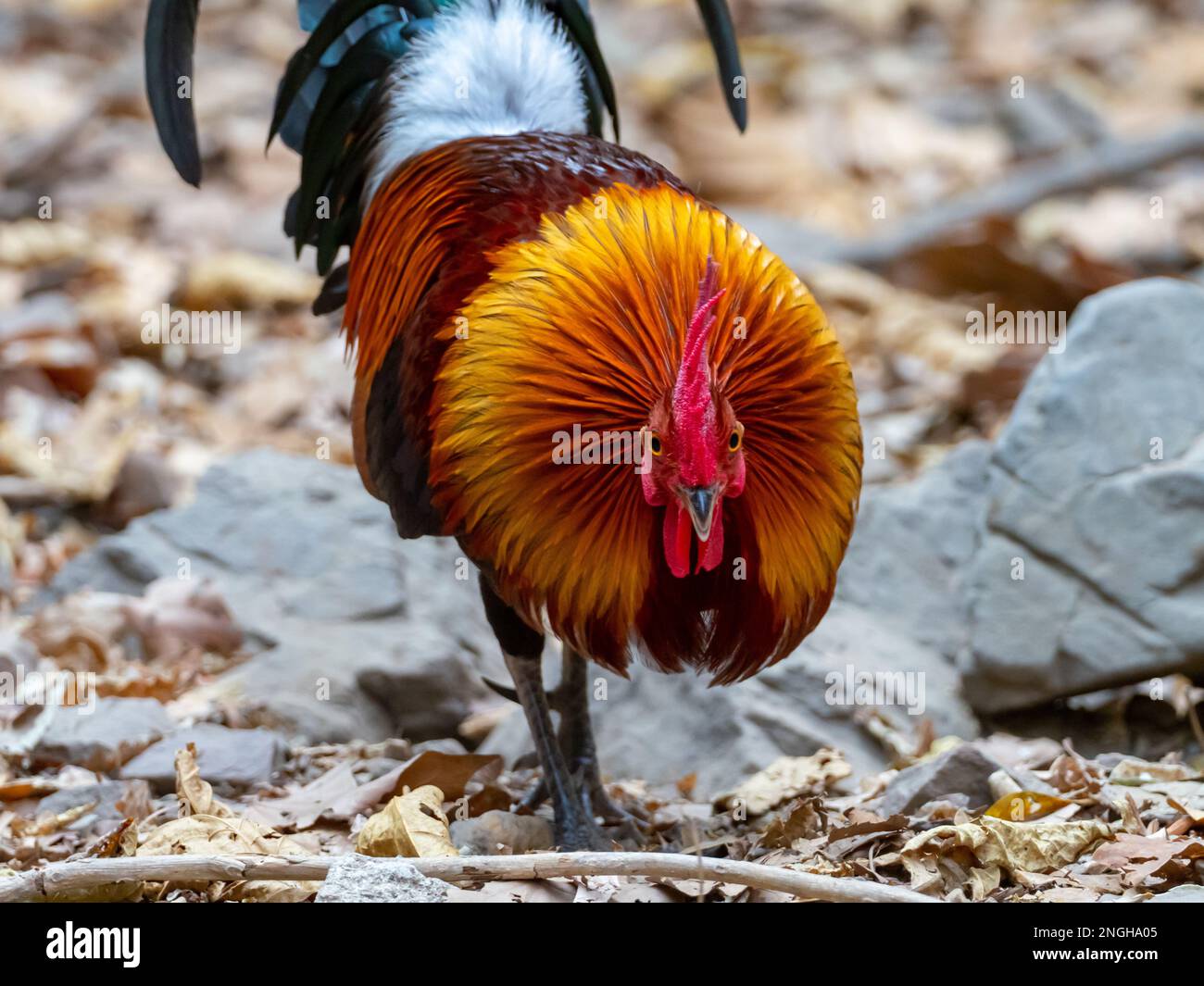 Red Junglefowl, Gallus gallus, uno splendido antenato del pollo nella foresta del Kaeng Krachan National Park, Thailandia Foto Stock