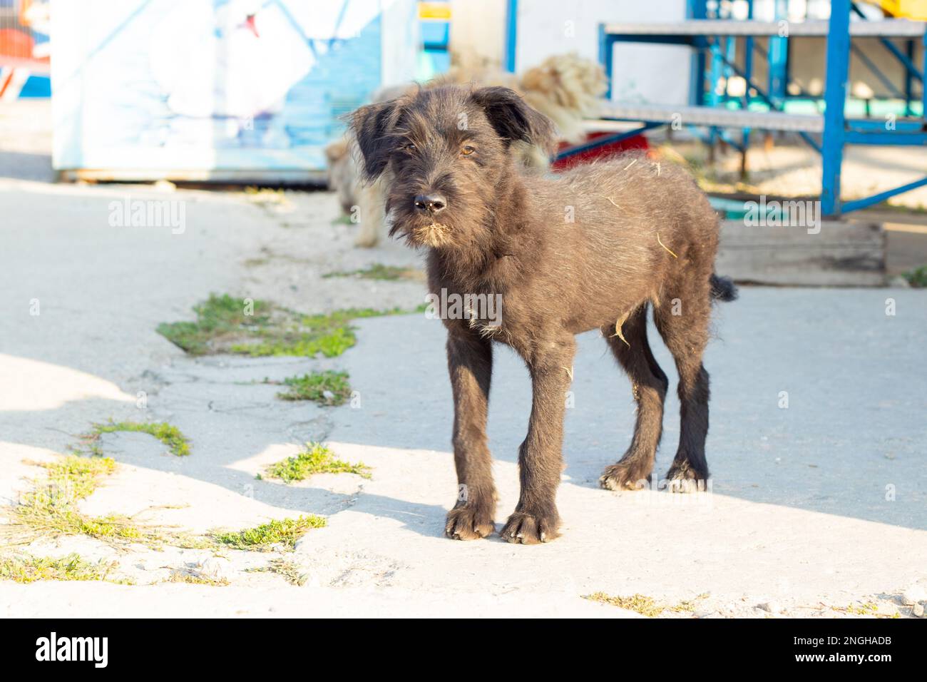 cucciolo senza tetto che si crogiola al sole in un parco Foto Stock