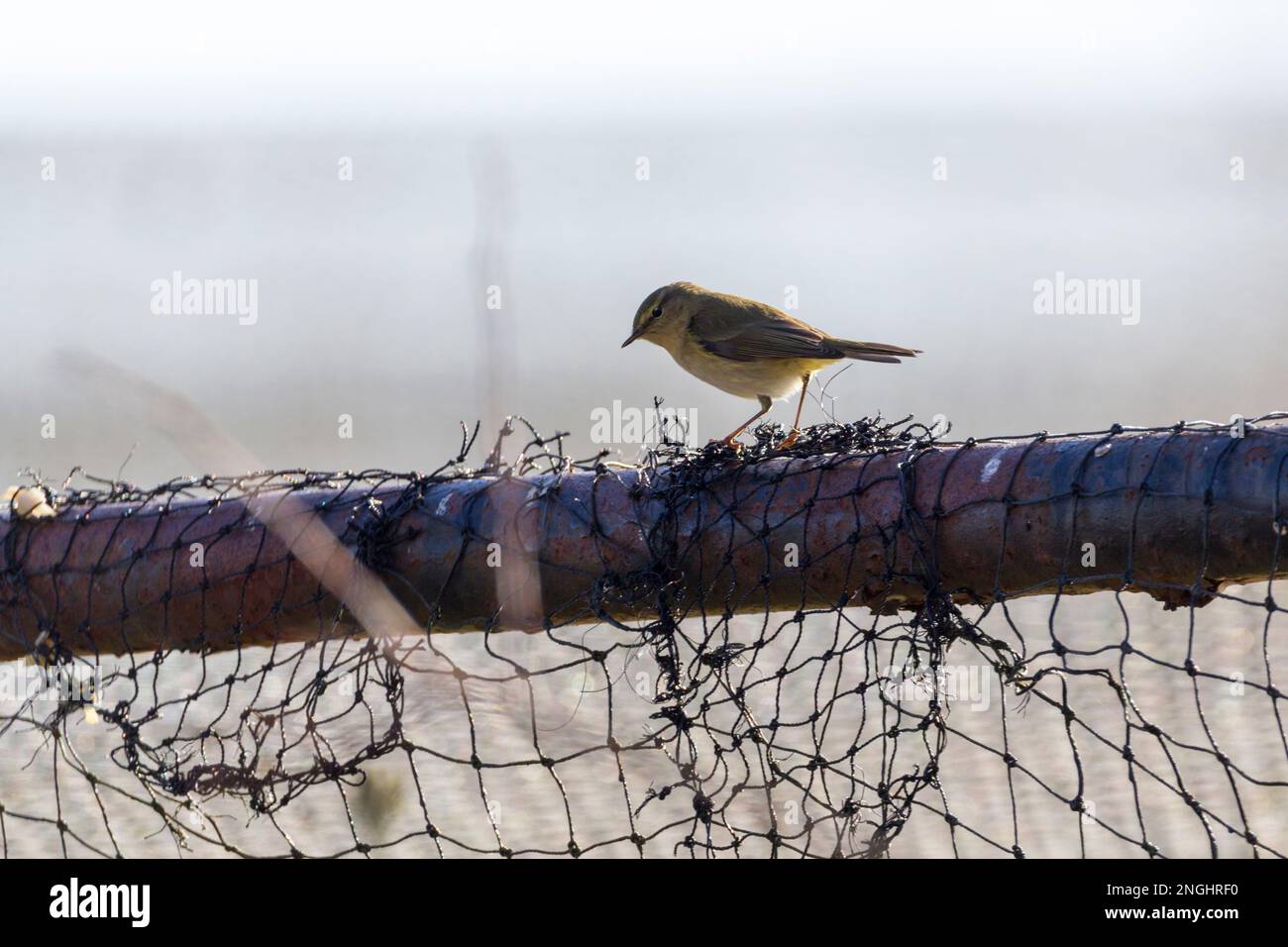 Willow Warbler phylloscopus trochilus, giallo verdolino piombato paler sotto linea pallida sopra gli occhi becco fine pinkish gambe illuminate al sole sul volo post cattura Foto Stock