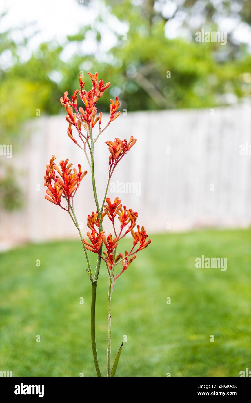 pianta di zampa di canguro con fiori rossi arancioni all'aperto di fronte al prato verde, sparata a profondità di campo poco profonda Foto Stock