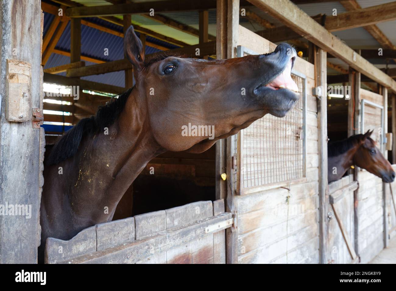 Immagine divertente di un cavallo ridendo e mostrando i suoi denti Foto Stock