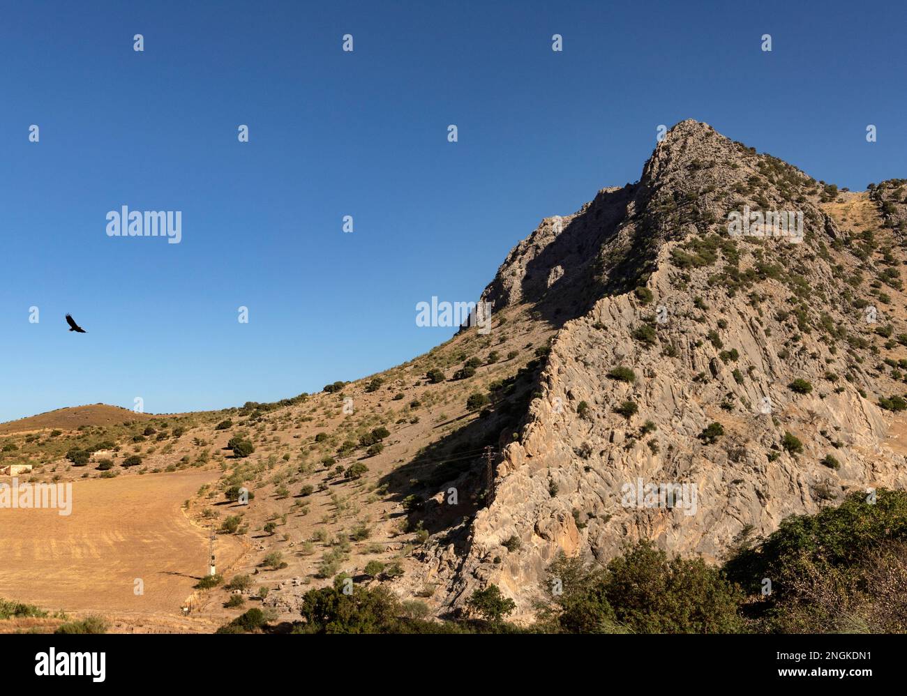 Un'aquila che vola verso il monte Peña de los Enamorados (la roccia degli innamorati) alto 880 metri, che prende il nome da una leggenda locale. Foto Stock