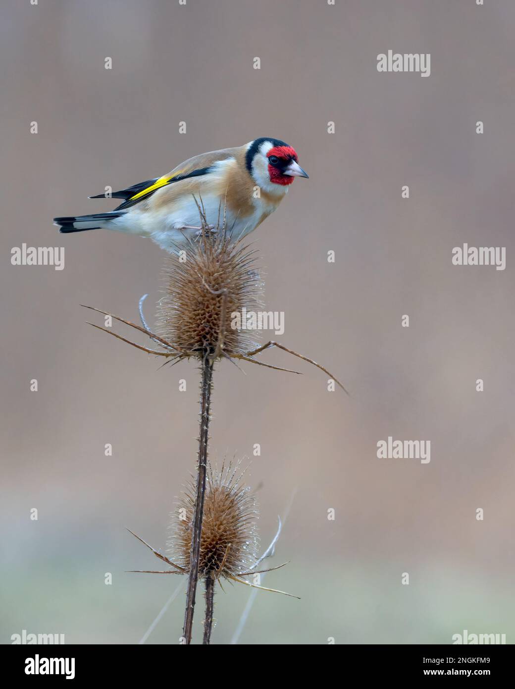 Goldfinch Carduelis carduelis arroccato su un Teasel Head Feeding, nel Lincolnshire, regno unito Foto Stock