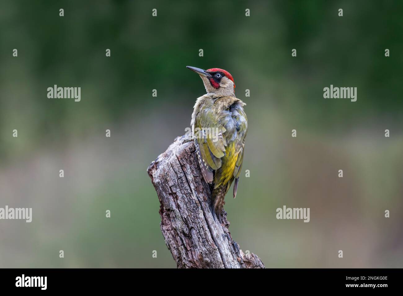 Picchio verde; picus viridis; maschio; su albero morto; Regno Unito Foto Stock