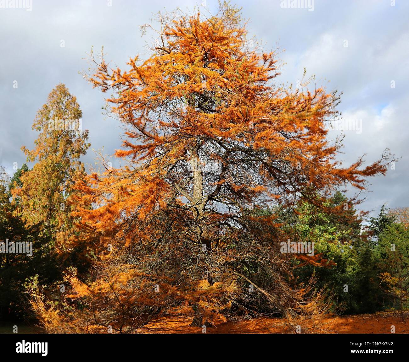 Un albero di larice dorato (Pseudolarix amabilis) visto nel suo colore autunnale (autunno) contro un cielo tempestoso all'inizio di novembre, Inghilterra meridionale Foto Stock