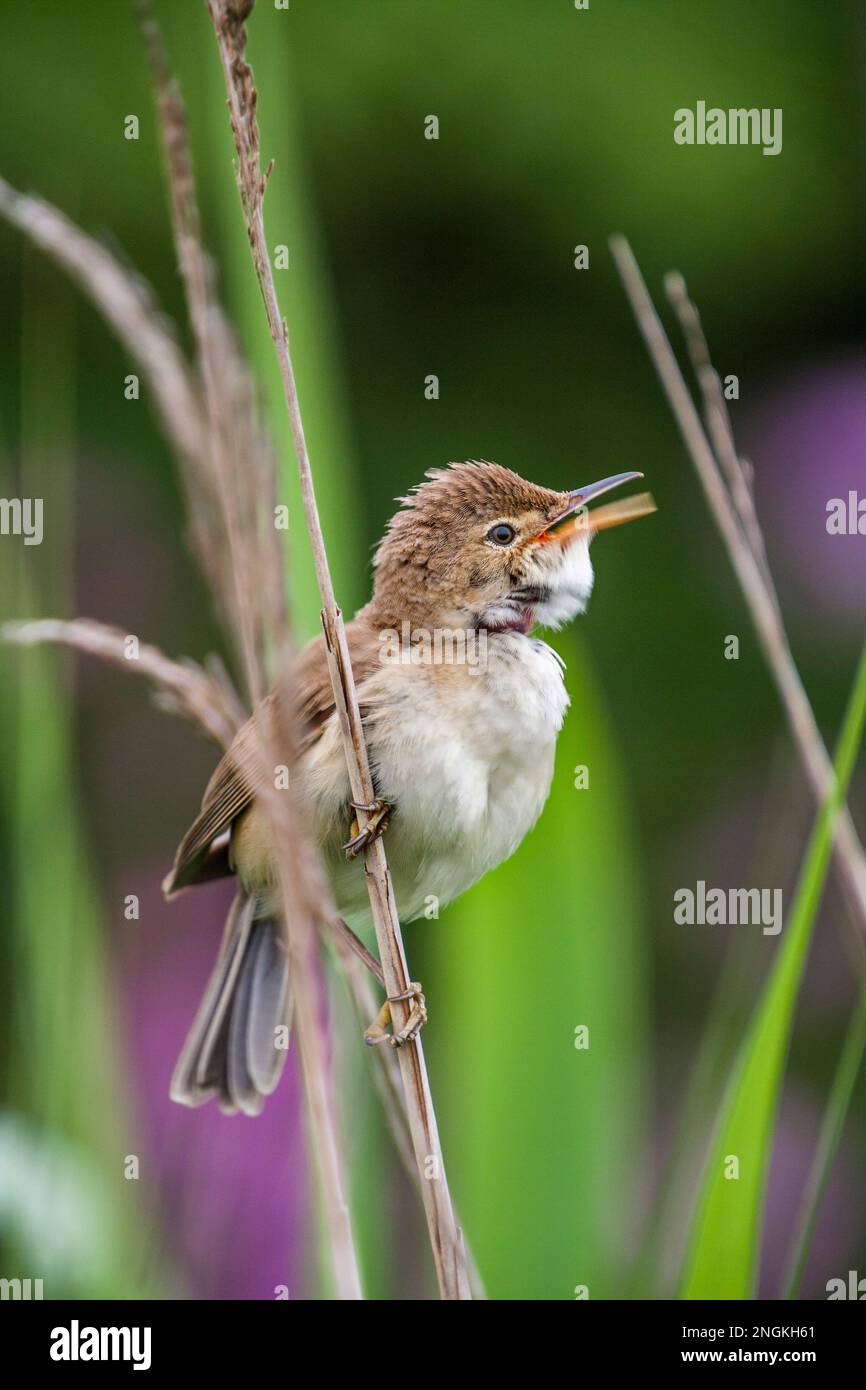 Reed Warbler; Acrocephalus scirpaceus; on Reed; UK Foto Stock