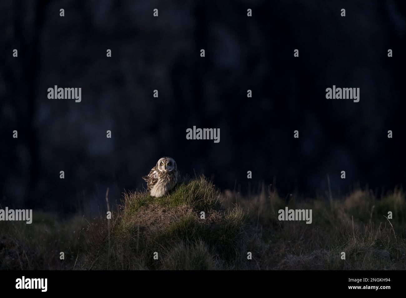 Gufo corto; Asio flammeus; UK Foto Stock