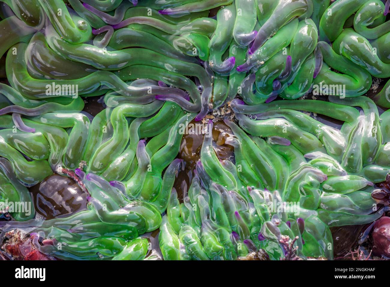 Snakelocks Anemone; Anemonia viridis; Rock Pool; UK Foto Stock