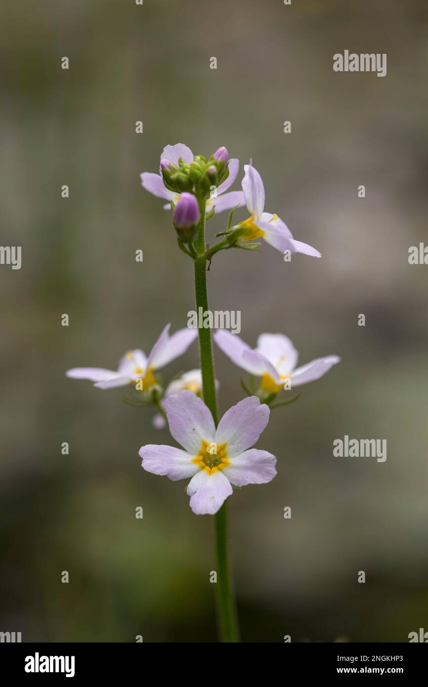 Water Violet; Hottonia palustris; fioritura; Regno Unito Foto Stock