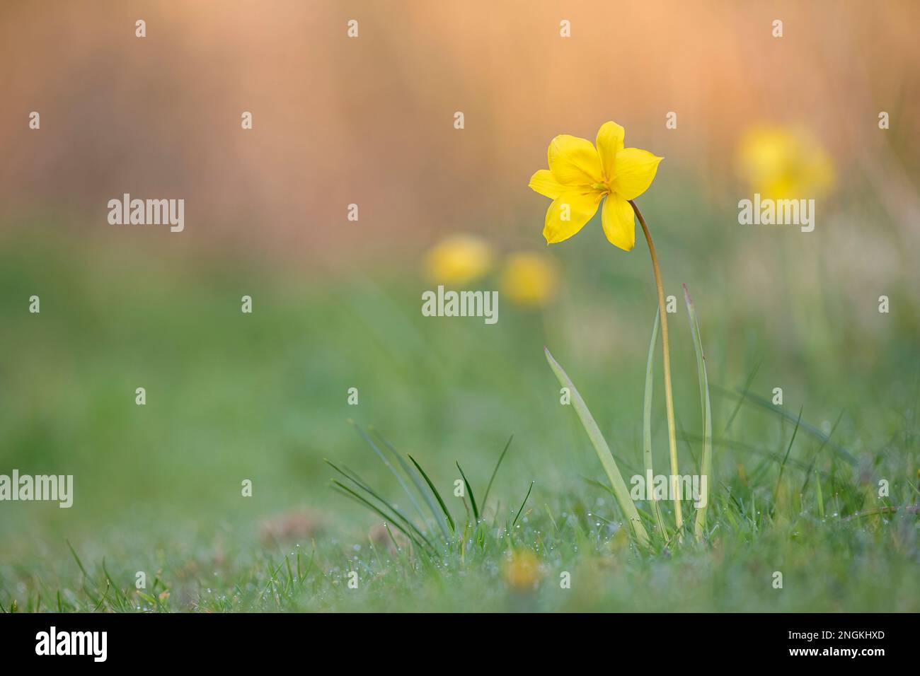 Tulipano selvatico; Tulipa sylvestris; fiore; Regno Unito Foto Stock