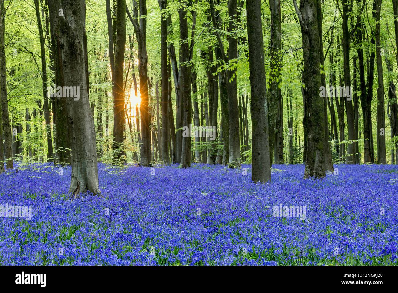 Bluebells; Hyacintoides non-scripta; fioritura; West Woods; Wiltshire; REGNO UNITO Foto Stock