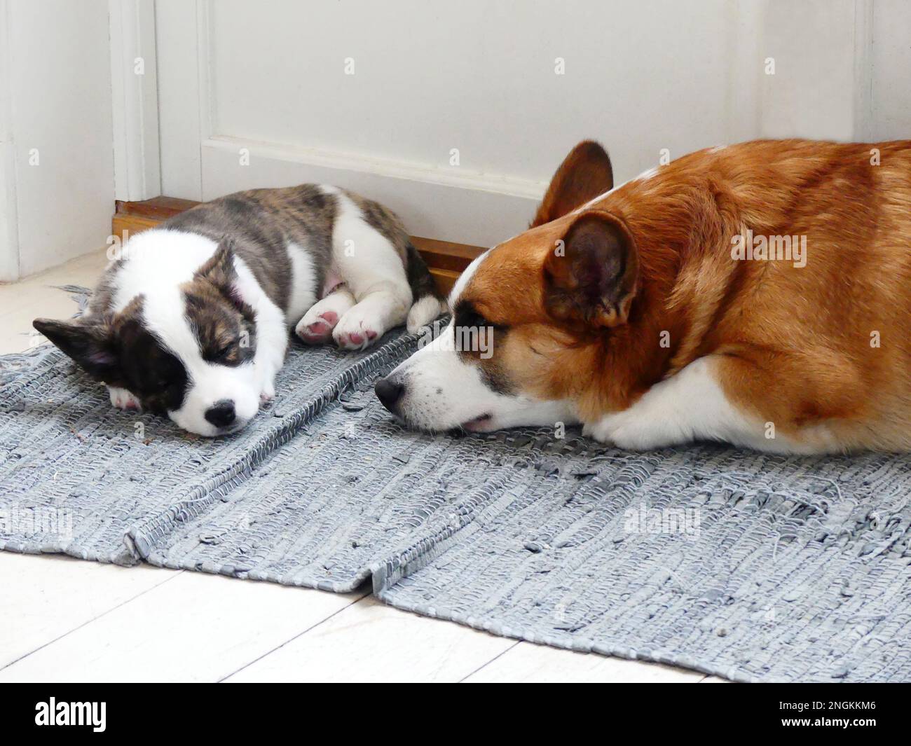 Corgi gallesi cardigan dormire Foto Stock