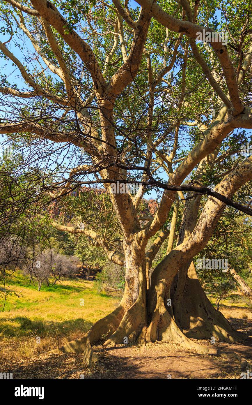 Grande albero nel Parco Nazionale dell'Altopiano di Waterberg, Kalahari, Otjiwarongo, Namibia, Africa. Bellissimo paesaggio africano. Formazione di roccia. Foto Stock