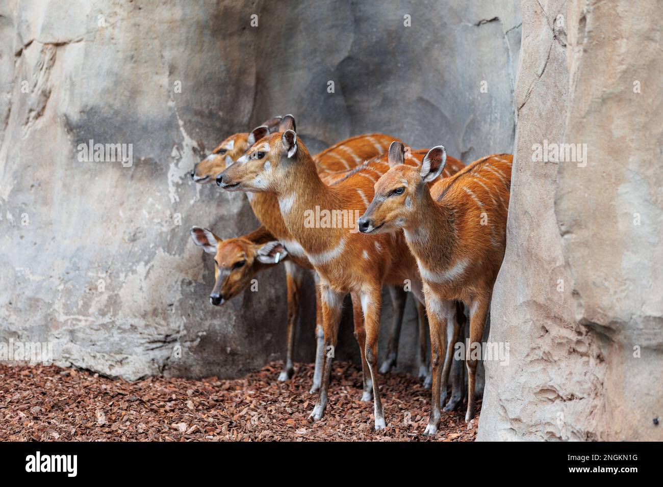 Bongos giovani orientali - Tragelaphus eurycerus - una foresta notturna erbivora ungulato con impressionante rosso-marrone mantello e Spiralled Horns. Foto Stock
