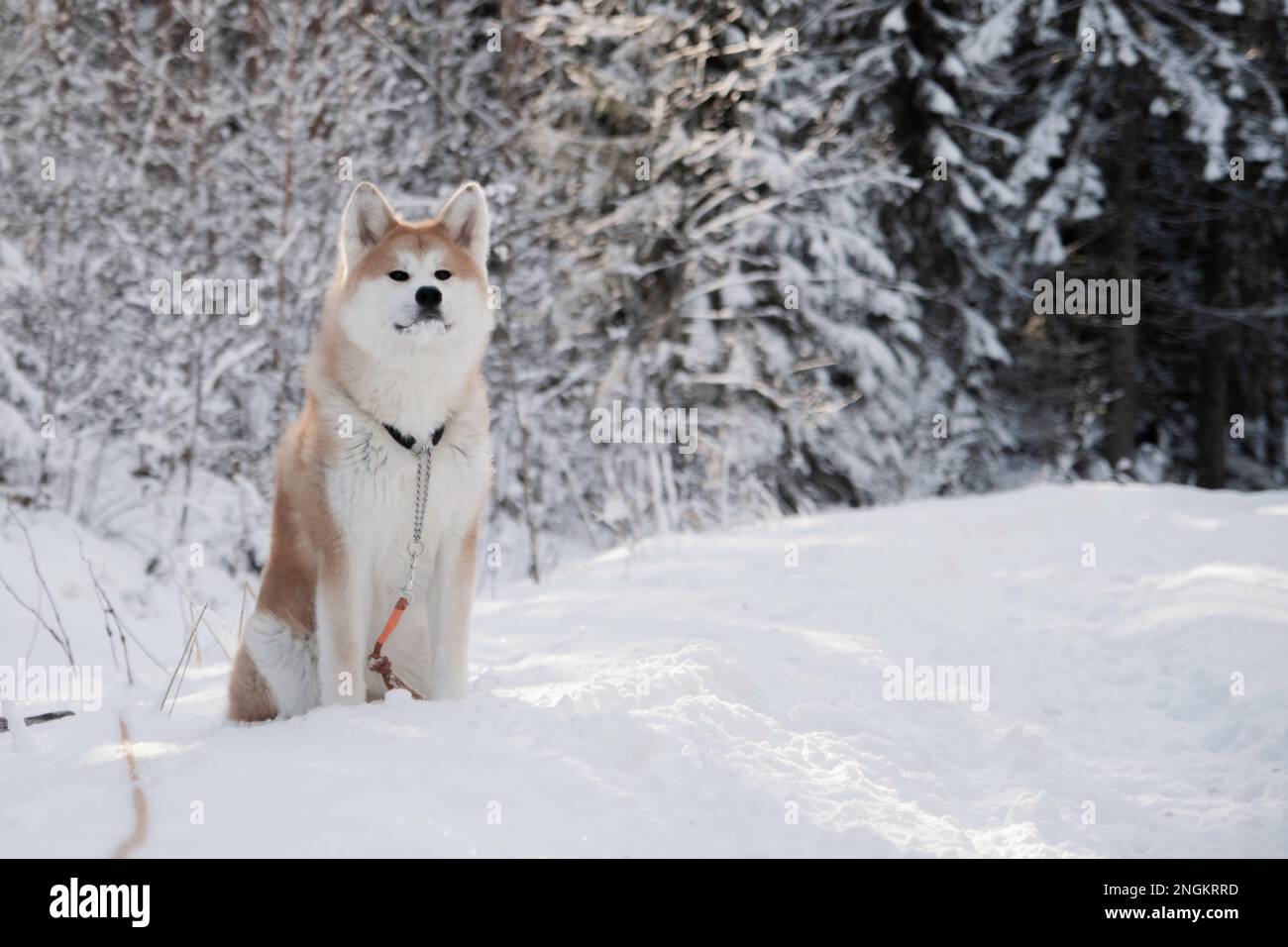 Akita inu nella foresta, carino ritratto cane faccia giapponese razza bella neve e ghiaccio in inverno Foto Stock