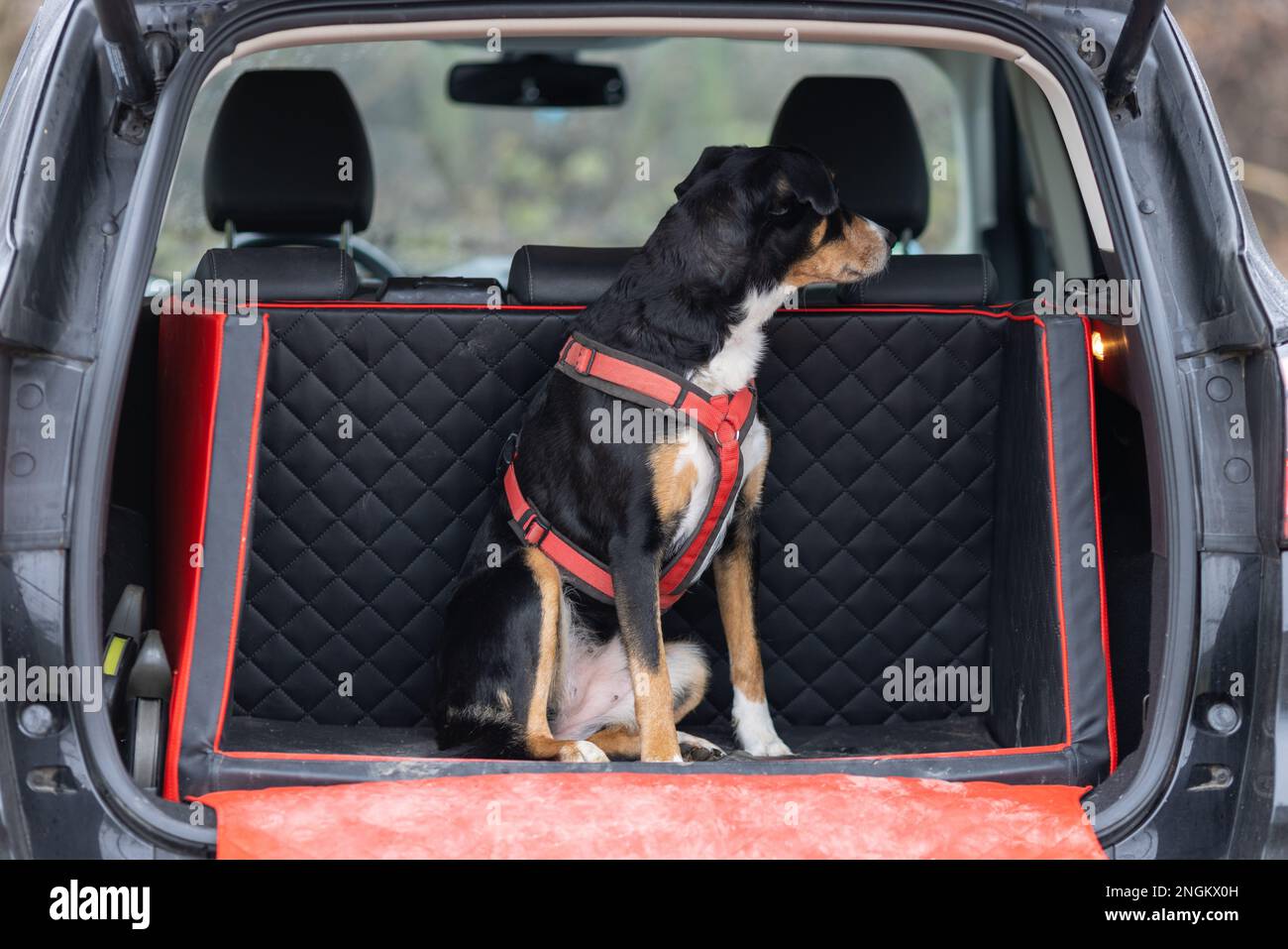 Cani guida nel tronco di auto, appenzeller sennenhund Foto Stock