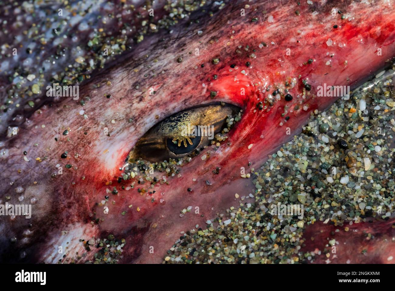 Occhio di un Big Skate morto, Beringraja binoculata, bagnata su Shi Shi Beach nell'Olympic National Park, Washington state, USA Foto Stock