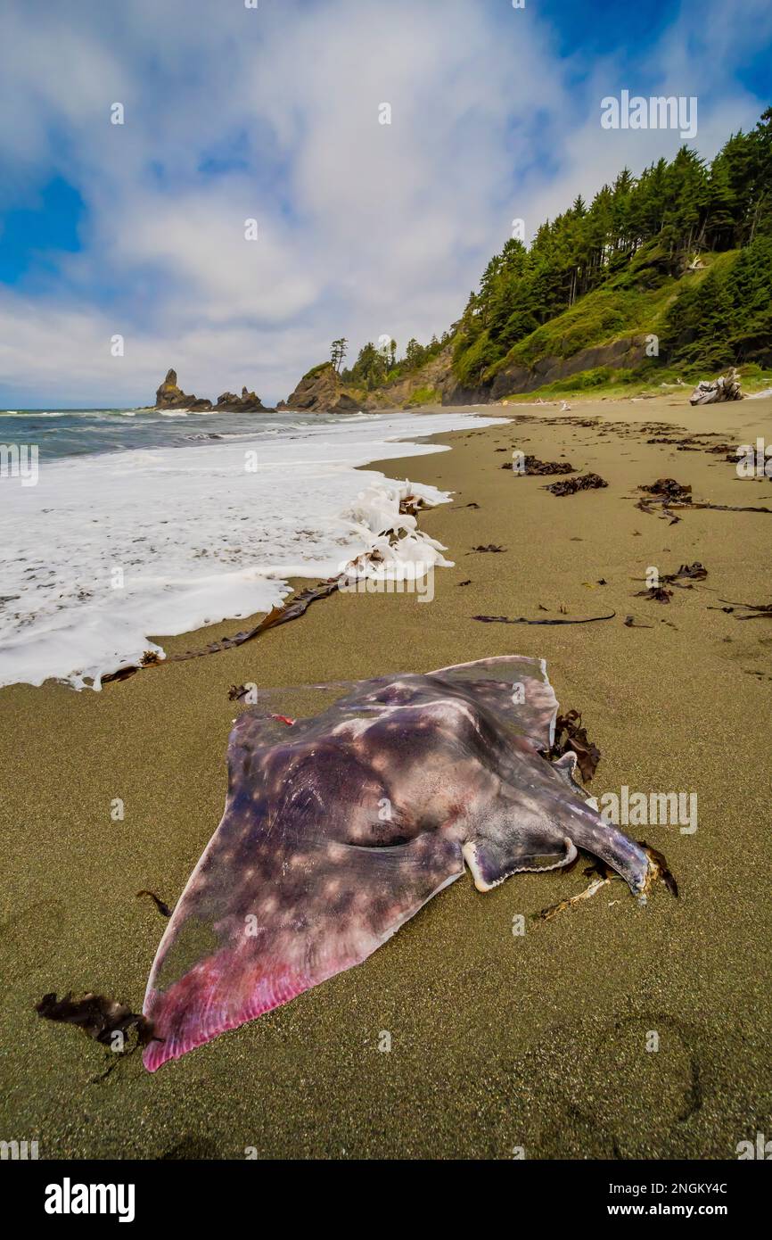 Dead Big Skate, Beringraja binoculata, bagnata su Shi Shi Beach nell'Olympic National Park, Washington state, USA Foto Stock