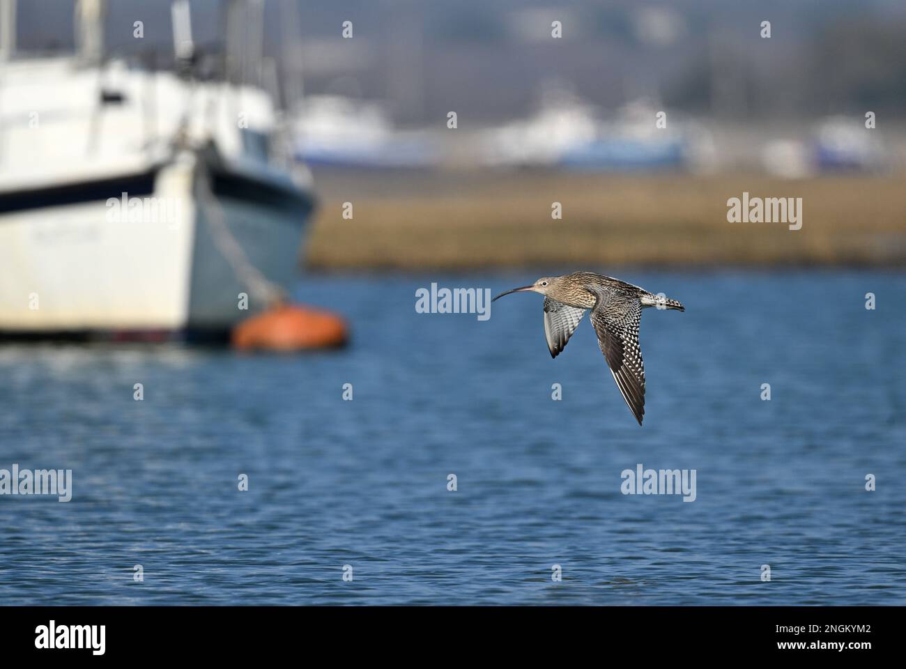 - Curlew Numenius arquata Foto Stock