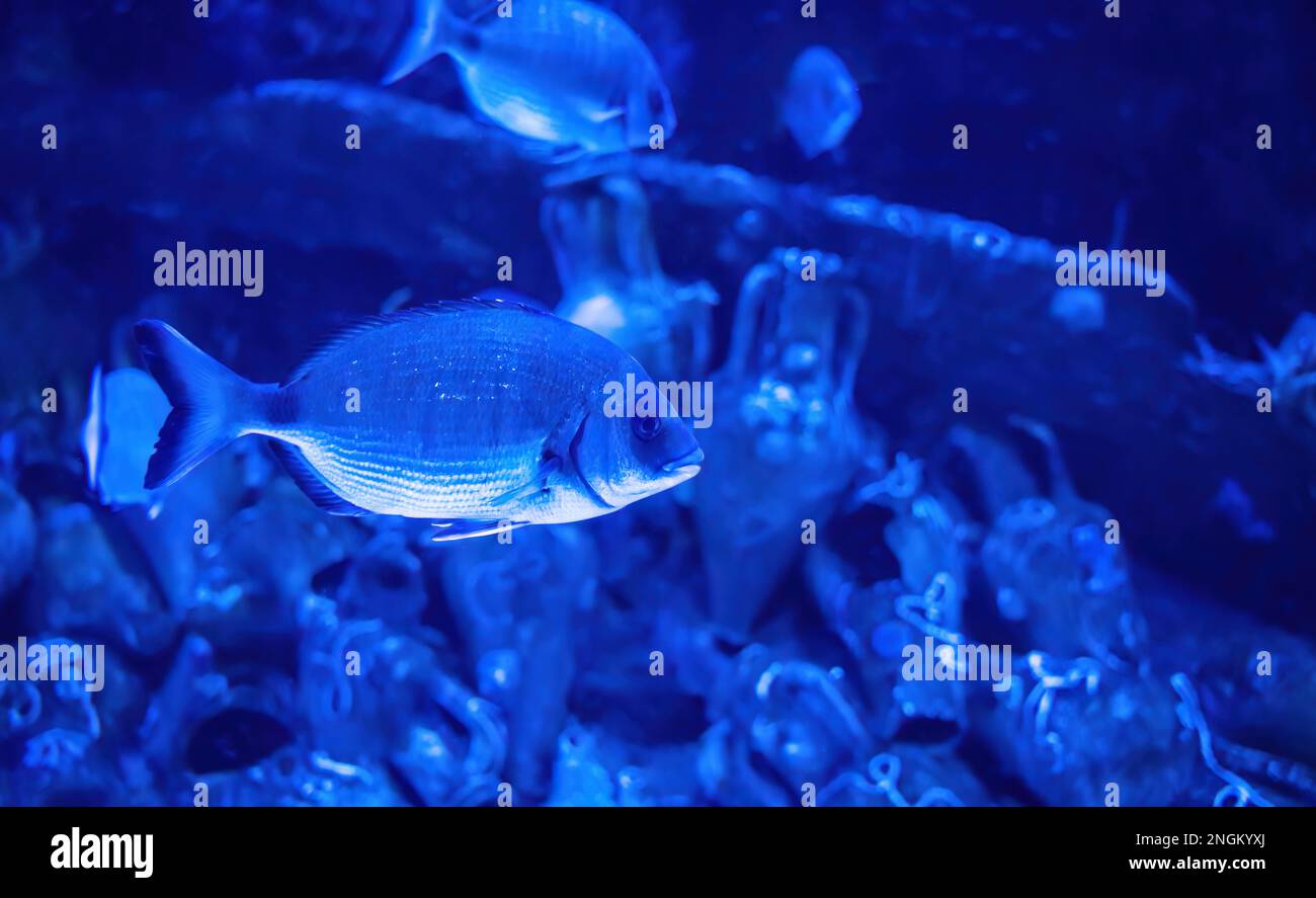 Primo piano immagine di un'orata anulare di mare aka Diplodus anularis una specie di orata appartenente alla famiglia Sparidae Foto Stock