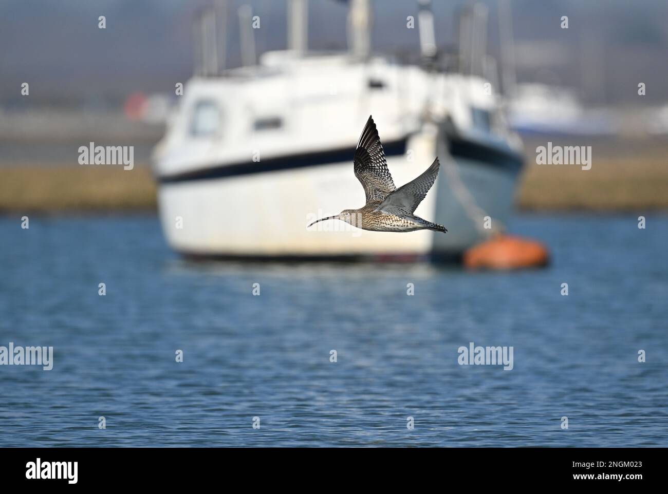 - Curlew Numenius arquata Foto Stock