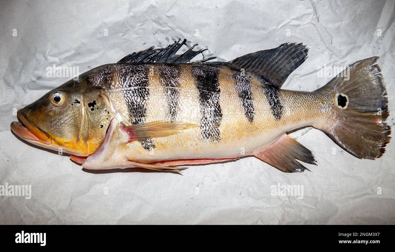 Pesce tropicale Tucunaré selvatico (Cichla ocellaris). Primo piano di pesci amazzonici di acqua dolce Foto Stock