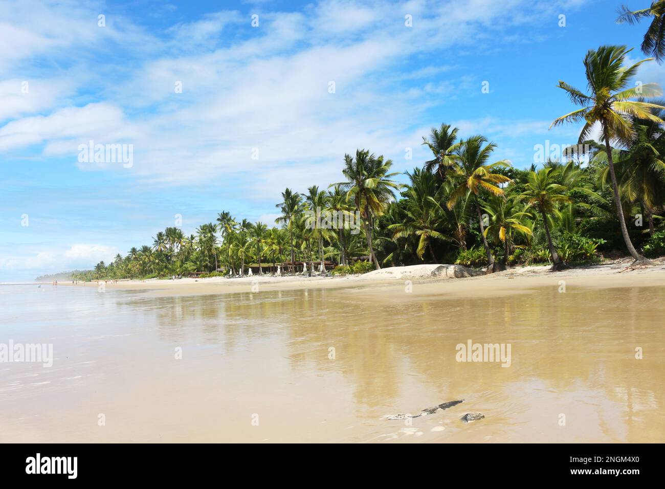 La bella spiaggia di Itacarezinho nel comune di Itacaré, a sud dello stato di Bahia, nel nord-est del Brasile. Foto Stock