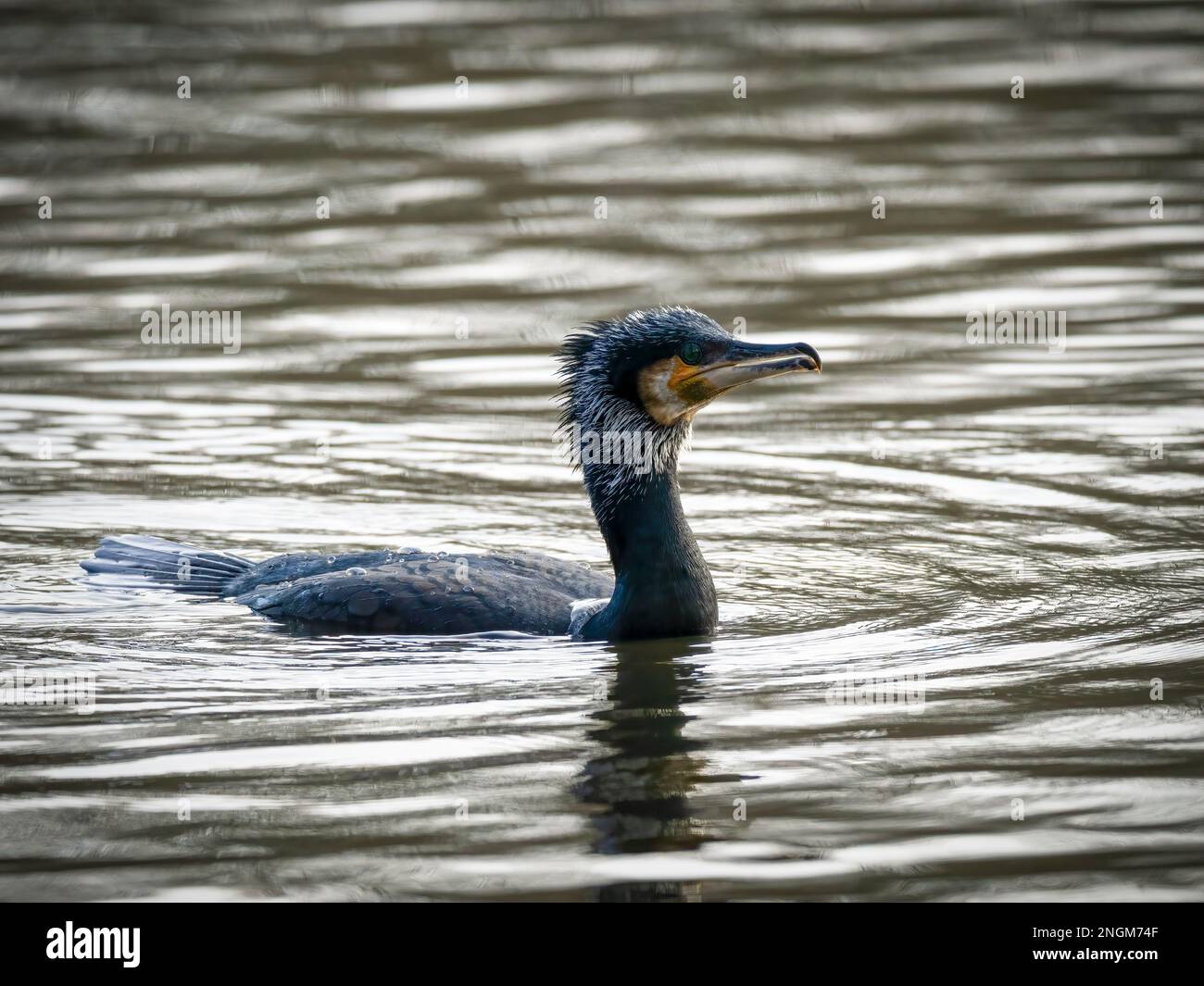 Un cormorano, (Phalacrocorax carbo), nuoto su un lago di acqua dolce a Blackpool, Lancashire, Regno Unito Foto Stock