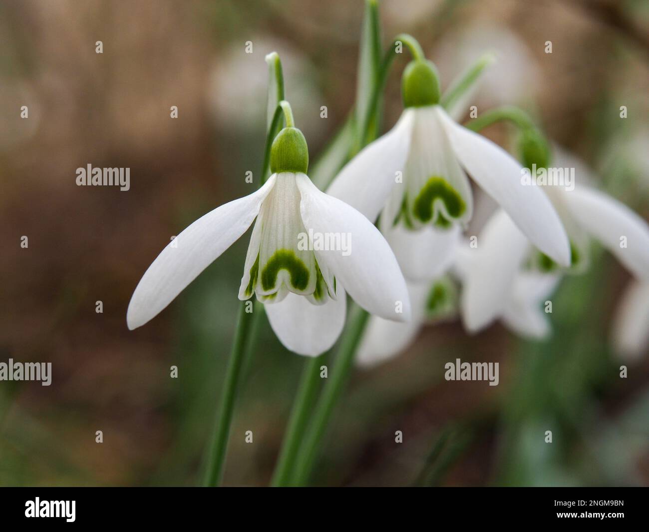 Gocce di neve (Galanthus) in primavera bavarese di fronte al morbido sfondo verde e marrone Foto Stock