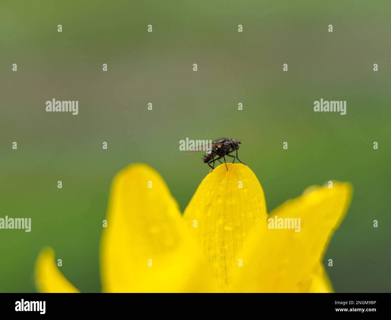 Una mosca (Brachycera) seduta su un fiore giallo di fronte a un morbido sfondo verde Foto Stock