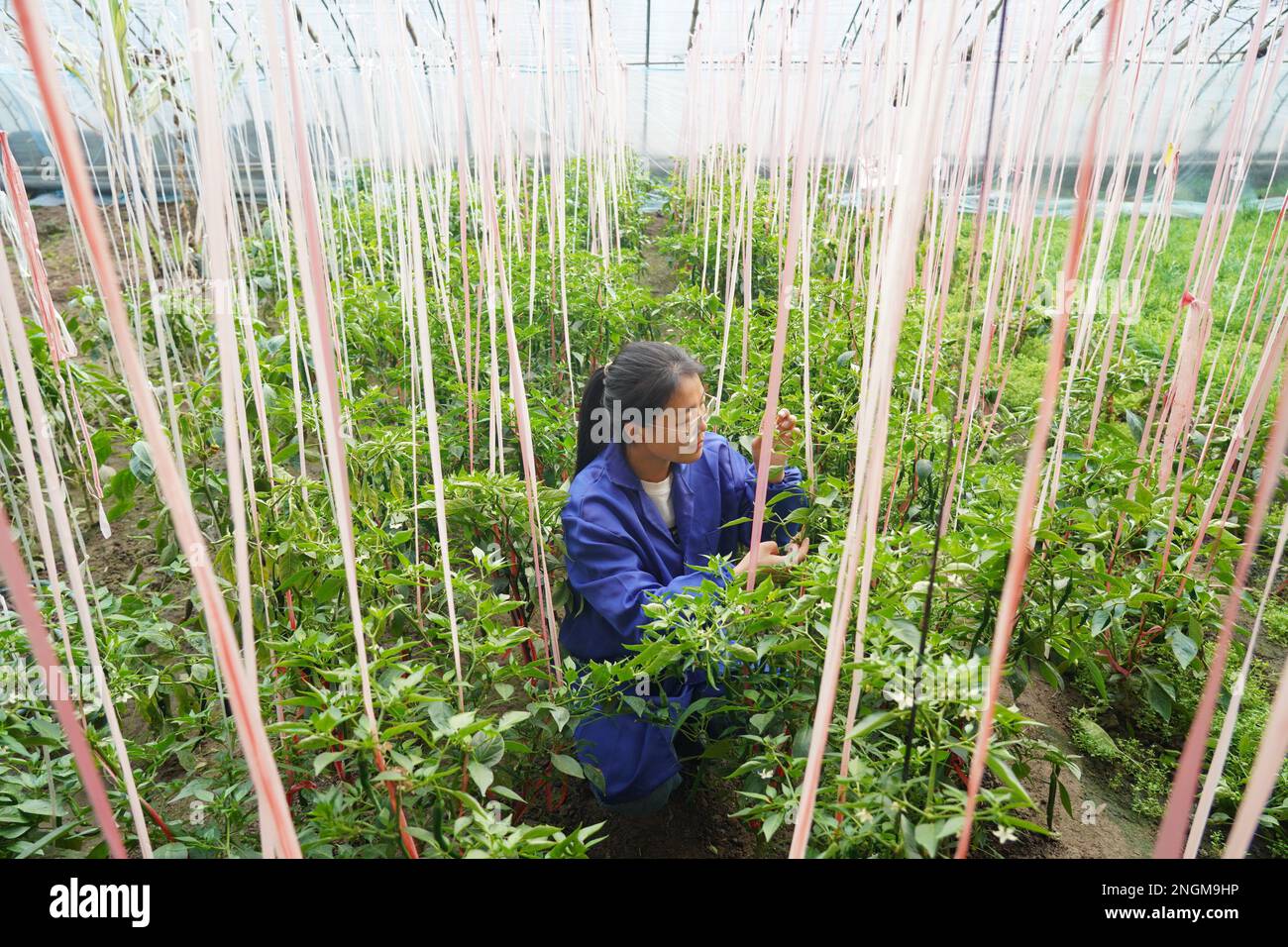 (230218) -- CANGZHOU, 18 febbraio 2023 (Xinhua) -- Zhang Shasha controlla la crescita vegetale ad una serra di impianto di prova nella contea di Suning, provincia di Hebei della Cina settentrionale, 17 febbraio 2023. Zhang Shasha, 33 anni, gestisce una cooperativa specializzata nel settore delle verdure con sede a Suning County, la sua città natale. Ha iniziato questo commercio di verdure insieme con il suo marito in 2015. Dalla coltivazione di piantine alle capacità di piantagione, Zhang si dedicò a uno studio completo nell'industria vegetale e gradualmente si trasformò in un esperto. Nel 2021, è stata riconosciuta come una grande imprenditrice agricola femminile Foto Stock