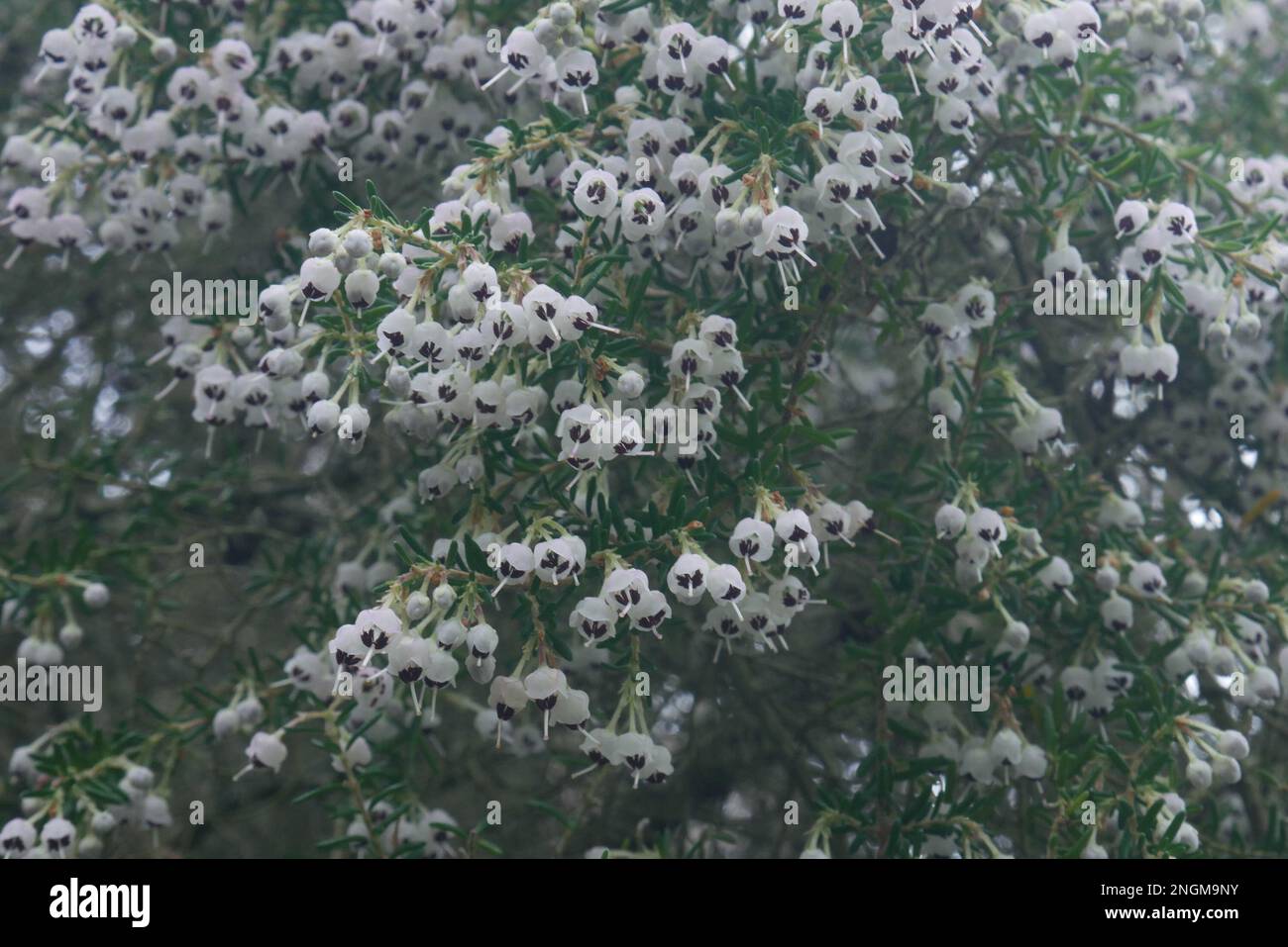 Migliaia di piccoli fiori bianchi creano un'estetica da sogno e romantica Foto Stock