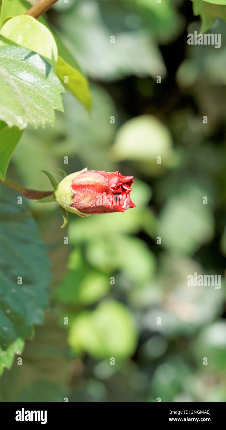 Closeup di germogli di Hibiscus rosa sinensis anche conosciuto come hibiscus hawaiano, rosa della cina, fiore della scarpa ecc. Foto Stock