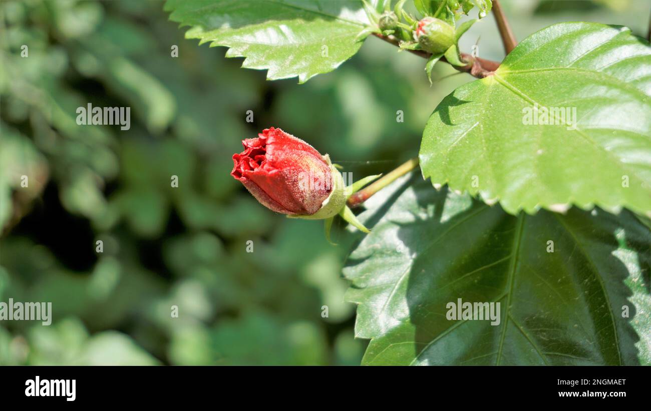 Closeup di germogli di Hibiscus rosa sinensis anche conosciuto come hibiscus hawaiano, rosa della cina, fiore della scarpa ecc. Foto Stock