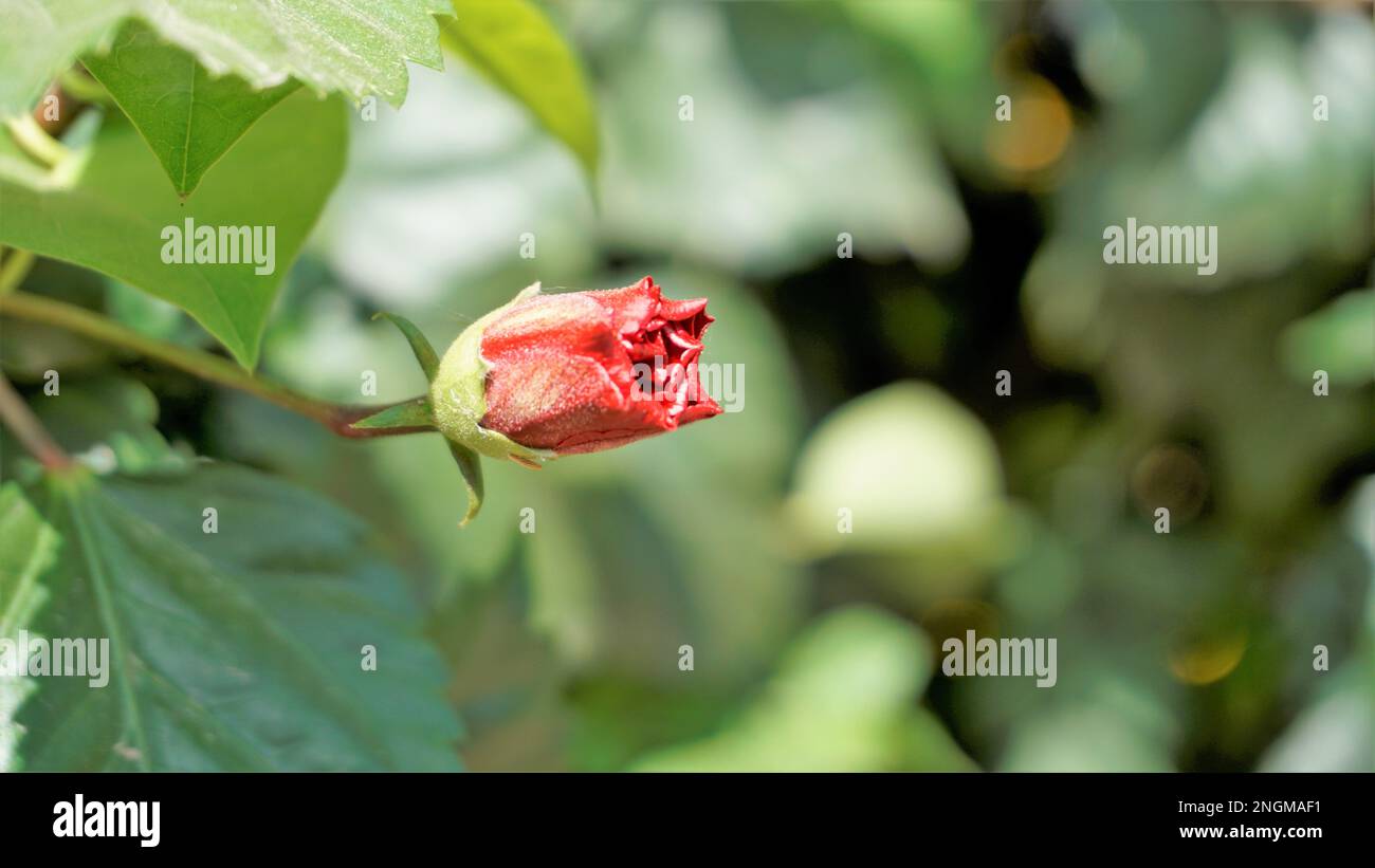 Closeup di germogli di Hibiscus rosa sinensis anche conosciuto come hibiscus hawaiano, rosa della cina, fiore della scarpa ecc. Foto Stock