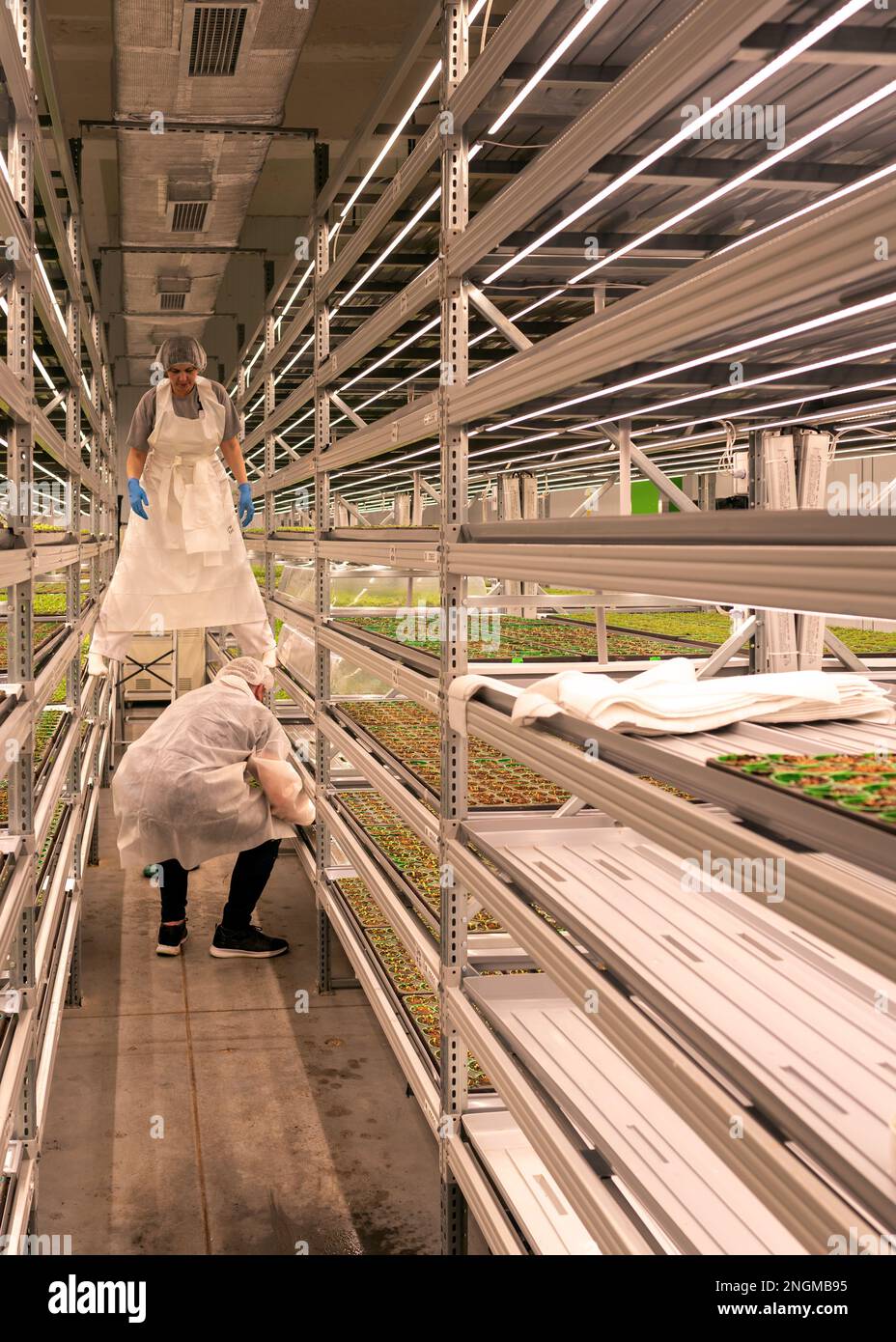Un uomo e una lavoratrice in un cappotto bianco in un accappatoio servono una rastrelliera vicino alle piante di una fattoria verticale idroponica. Foto Stock