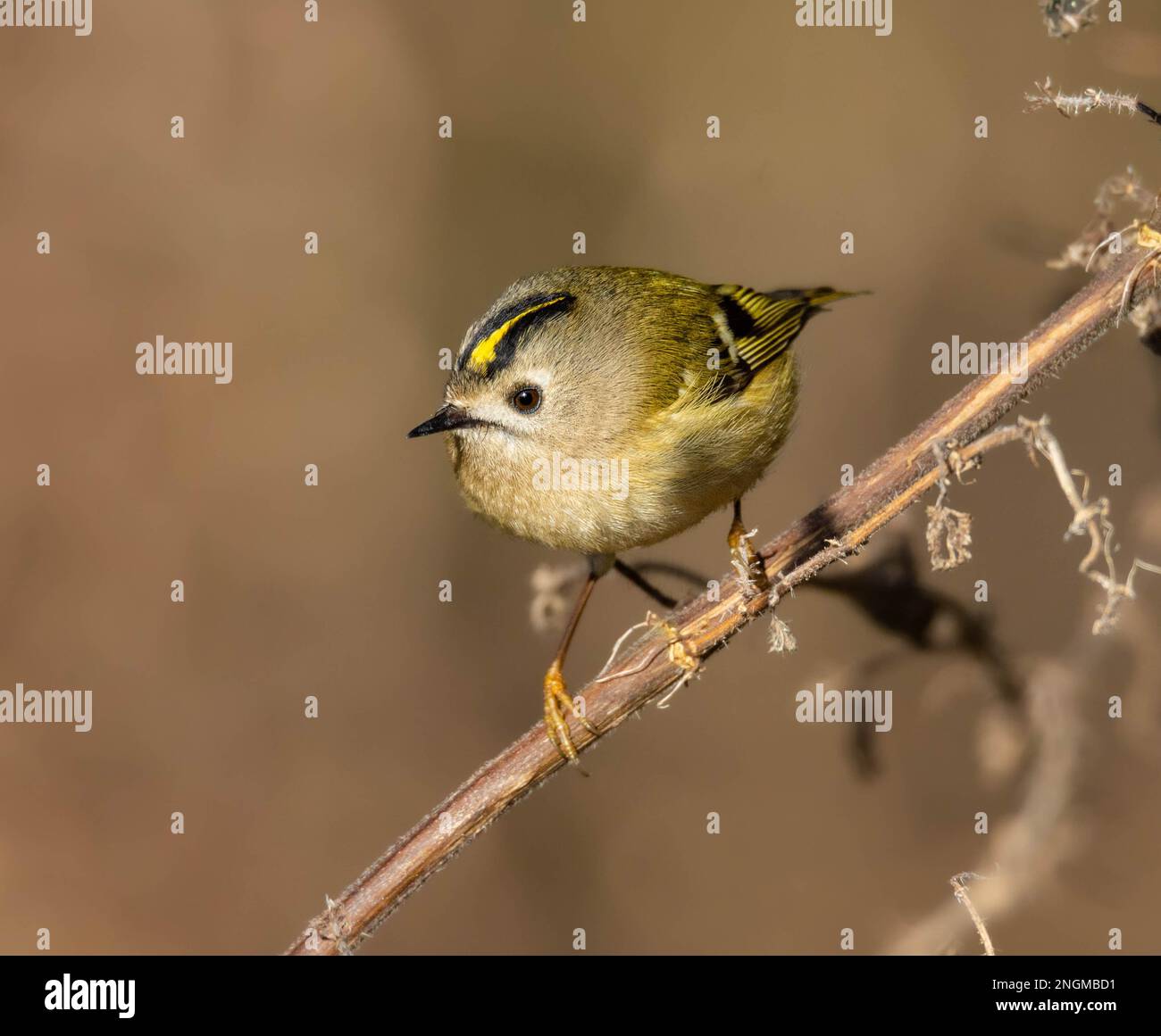 Goldcrest Foto Stock