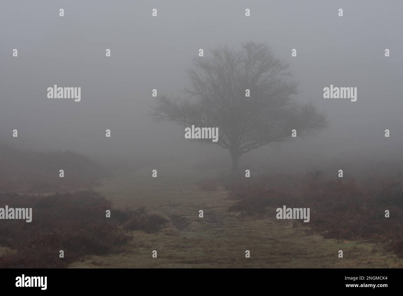 Alberi avvolti nella nebbia Foto Stock