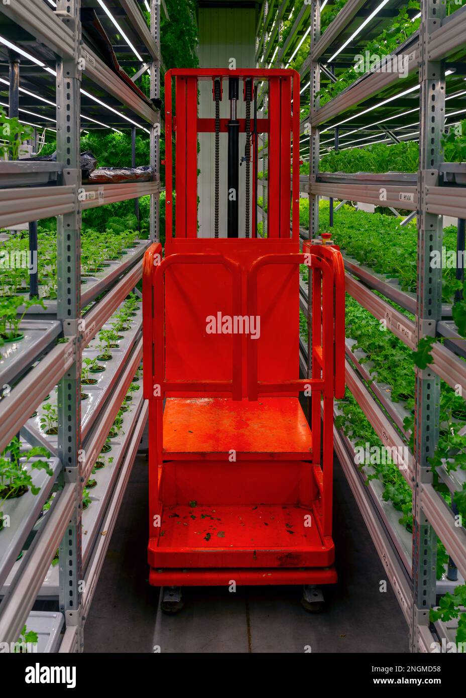 Ascensore tra scaffali con microgreens giovani in pentole sotto lampade a LED in idroponica interni. aziende agricole verticali. Foto Stock